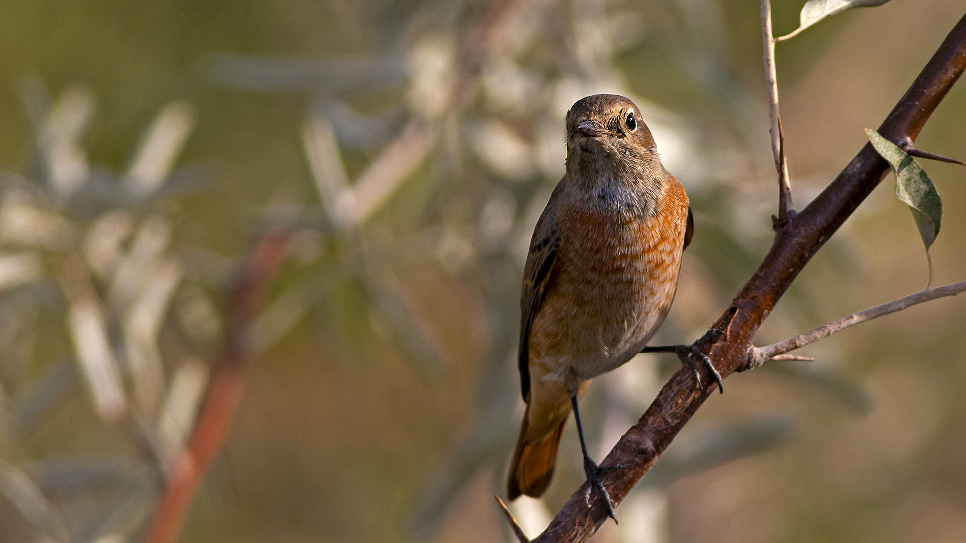 Common Redstart